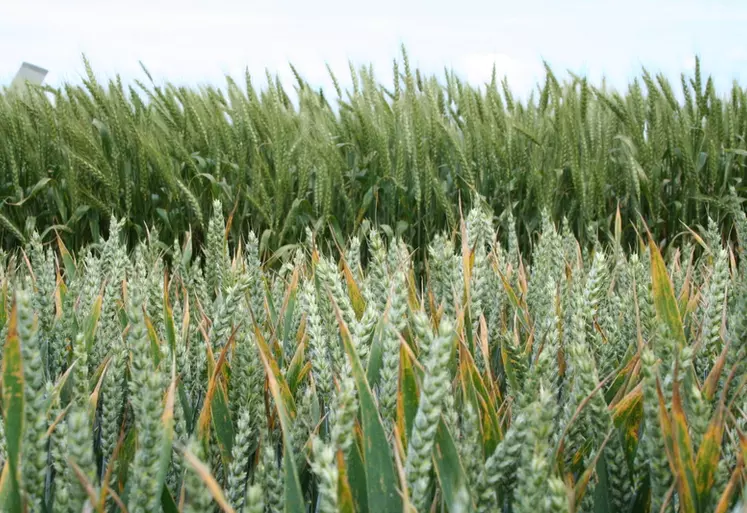 La résistance aux maladies est l'un des atouts majeurs des dernières variétés de blé tendre.  © C. Gloria