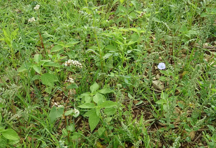 Un couvert multiespèce sera bénéfique aussi bien pour l'alimentation des moutons que sur les aspects agronomiques.