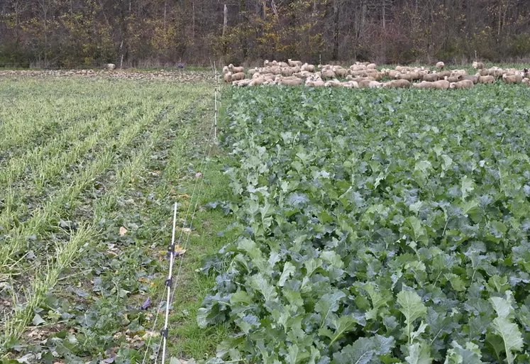 Les moutons réduisent de 50 % la biomasse de colza en consommant les feuilles, comme on le voit dans la partie pâturée à gauche.