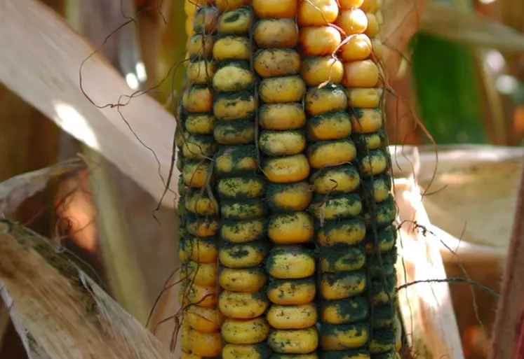 La présence d’Aspergillus se caractérise par un aspect gris verdâtre poudreux sur les épis de maïs.