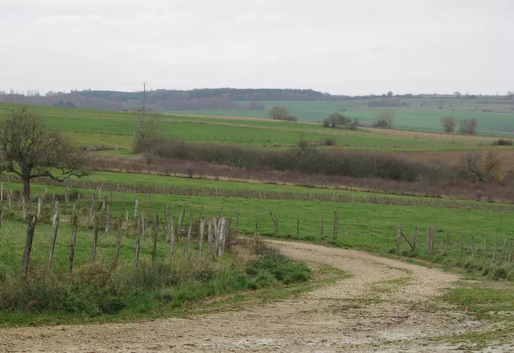 Chemin rural entre des parcelles agricoles.