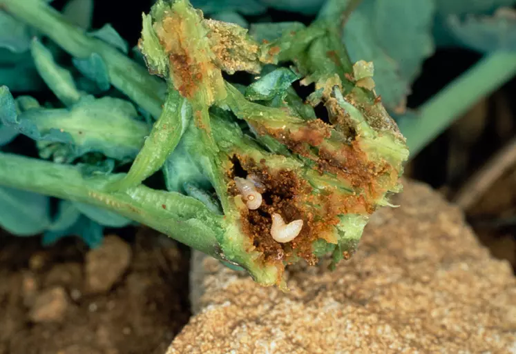 Les larves de charançon du bourgeon terminal minent les tiges et pétioles.