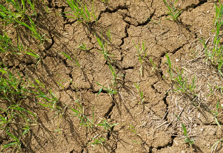 mai 2022. Culture d'orge de printemps pénalisée par un temps sec dans le sud Seine-et-Marne