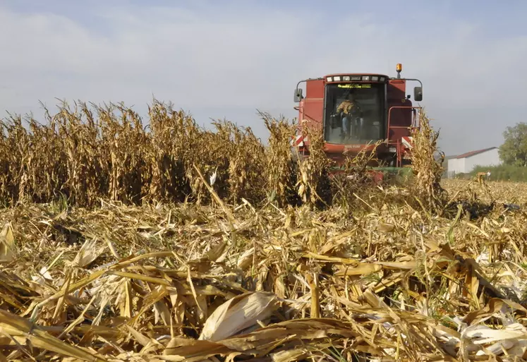 En dépit d'une surface tombée à 1,2 million d'hectares, la production de maïs grain devrait augmenter de 5,5 % par rapport à 2022, grâce à des rendements élevés.