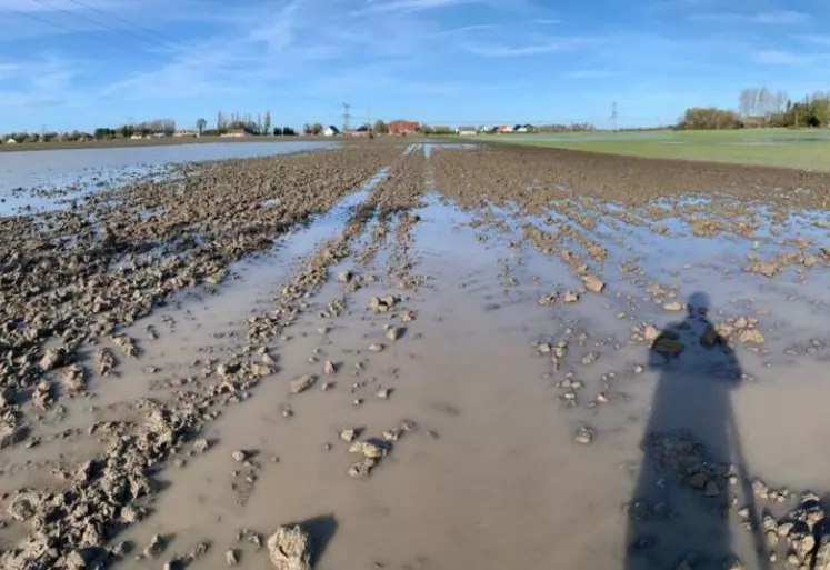 Parcelle de blé inondée dans le Pas-de-Calais suite aux fortes précipitations et à la crue de l'Aa, novembre 2023