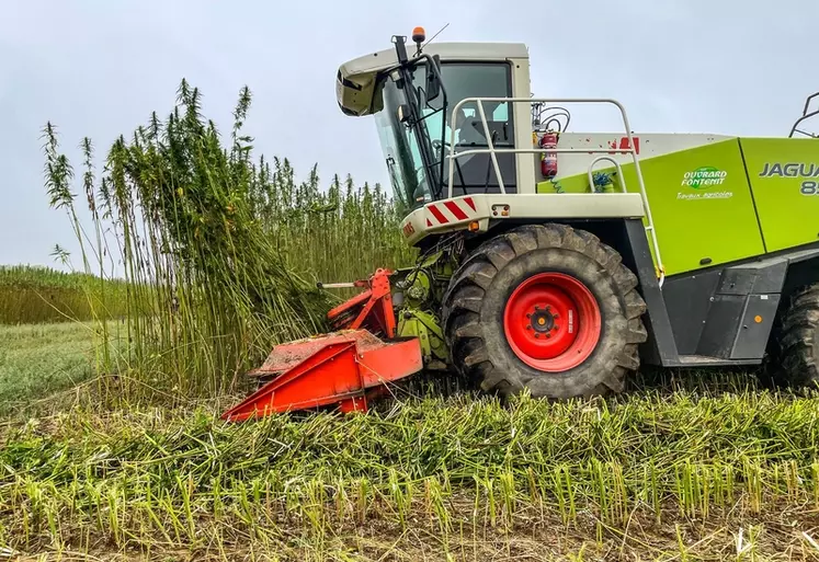Récolte du chanvre par une entreprise de travaux agricoles avec une faucheuse Claas en Vendée. Septembre 2023