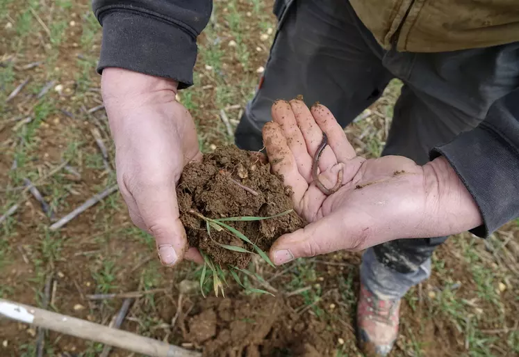 lombric dans un prélèvement de sol à la bêche sur parcelle menée en non labour et en agriculture biologique dans l'Yonne en hiver