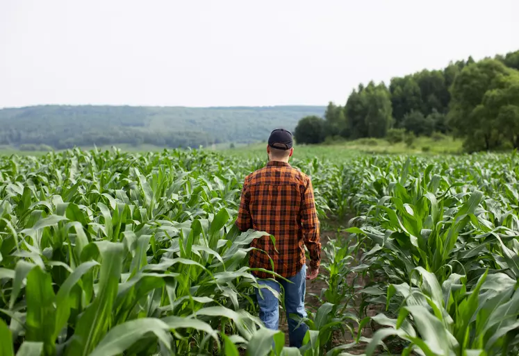 Agriculteur déambulant dans son champ de maïs