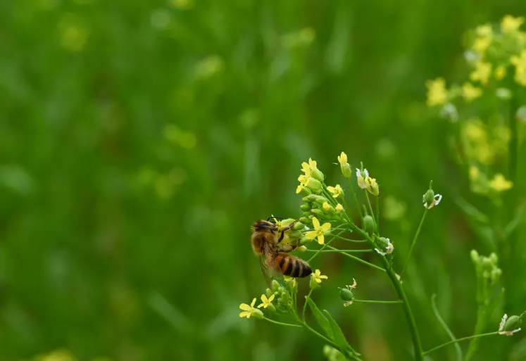 Abeille butinant une fleur de cameline