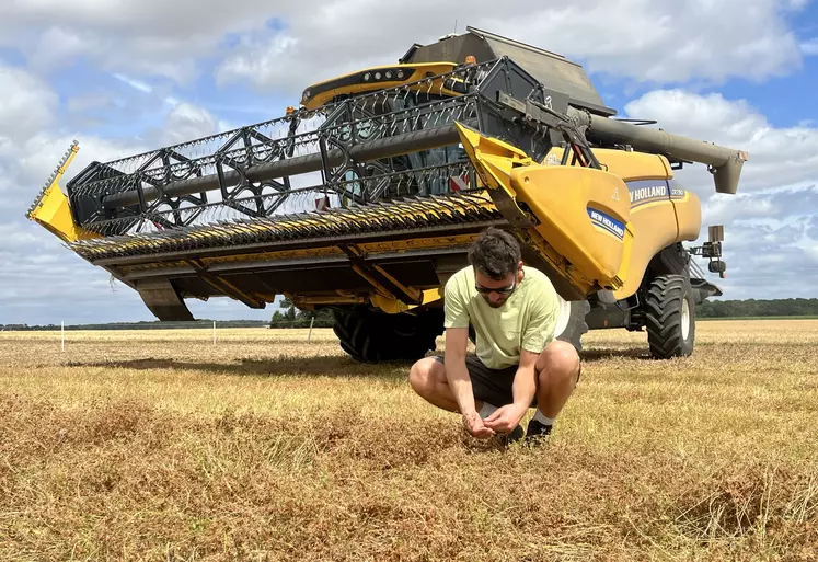 Récolte de lentilles vertes en Beauce avec une moissonneuse batteuse pour valorisation en vente directe