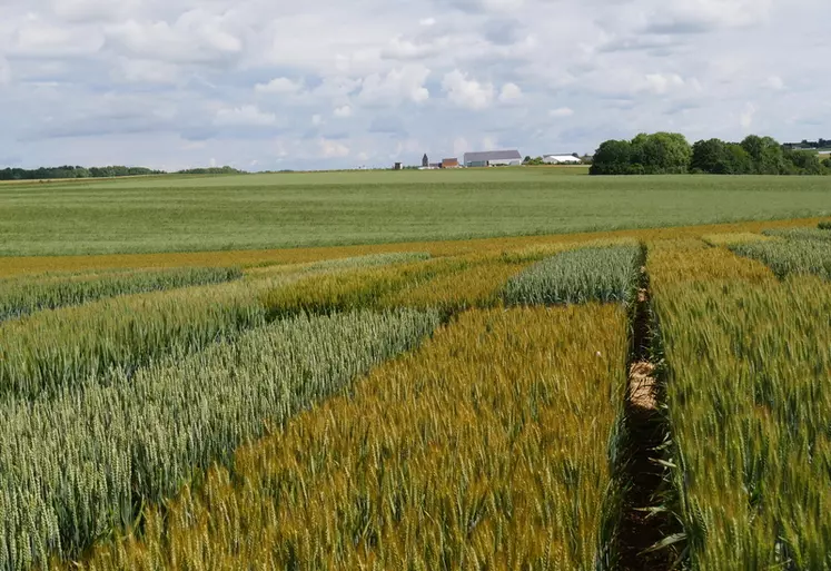 La résistance à la verse est recherchée dans les BAF avec des filières meuneries sous labels pour lesquels les régulateurs de croissance risquent d’être interdits à ...