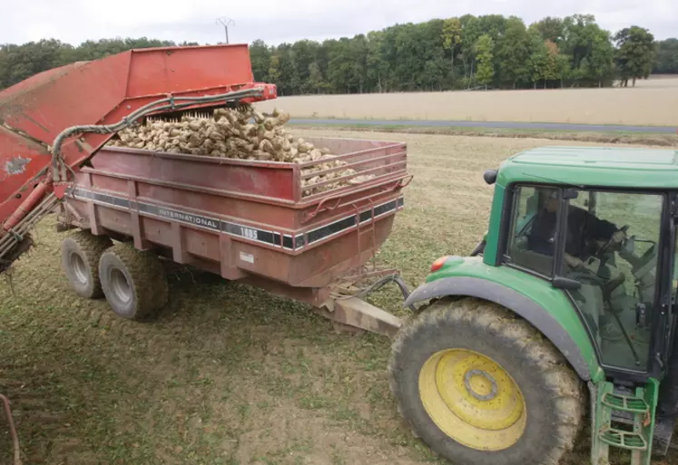 Récolte des betteraves en Seine et Marne. 