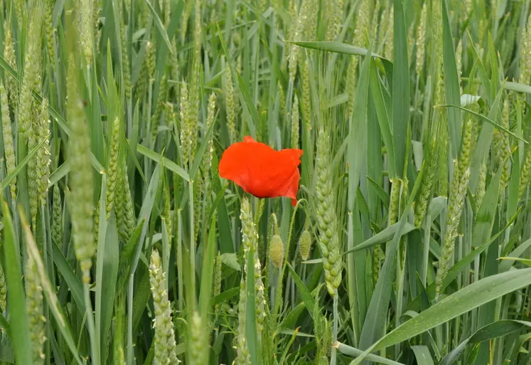 DSC_2521 / Agriculture biologique dans le Maine-et-Loire chez Grégoire Gabillard, céréales, fleur de coquelicot dans le blé, alternative à la lutte chimique.