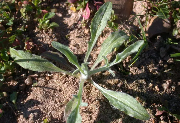 La plantule de bleuet présente un port en rosette et une teinte vert blanchâtre.