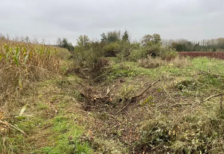 <em class="placeholder">Sans entretien, des arbres comme les saules marsaults peuvent envahir les fossés. Il faut les enlever pour permettre le bon écoulement de l&#039;eau.</em>