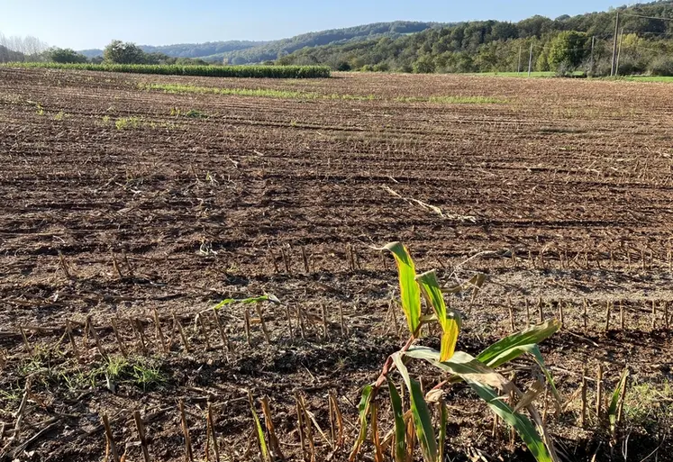 <em class="placeholder">Sol nu après une récolte partielle du maïs grain.</em>