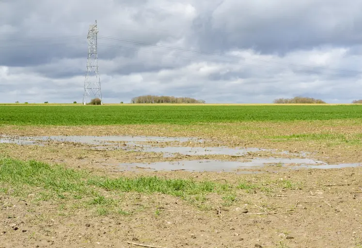 Blé inondé.