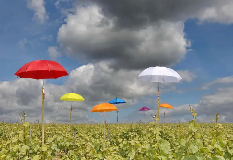 <em class="placeholder">visuel d&#039;illustration pour le sujet &quot;Aléas climatiques, quels outils utiliser ? &quot;. image symbolique. Dossier Réussir Vigne de juillet 2015. Parapluie. Parapluies. ...</em>