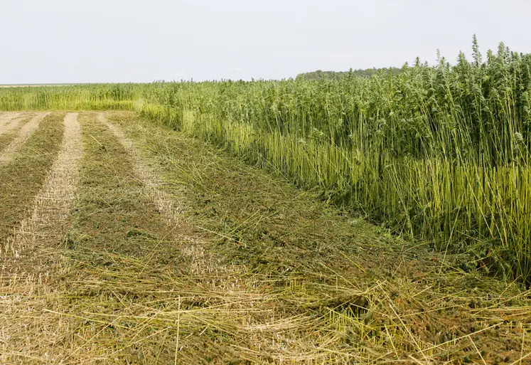 <em class="placeholder">Culture de chanvre agricole en plein champ dans le departement de la Marne.</em>