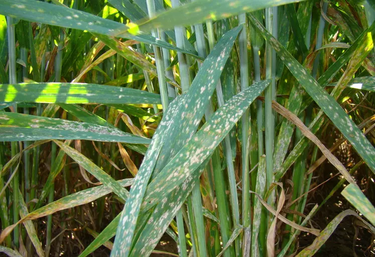 <em class="placeholder">Les taches d&#039;oïdium sont disposées de façon éparse sur les feuilles, au début de son développement.</em>