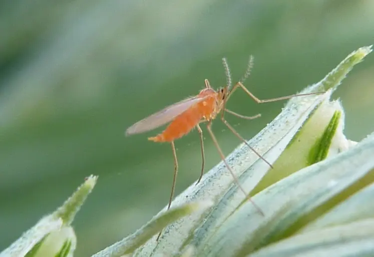 <em class="placeholder">Moucheron adulte de cécidomyie orange sur un épillet de blé.</em>