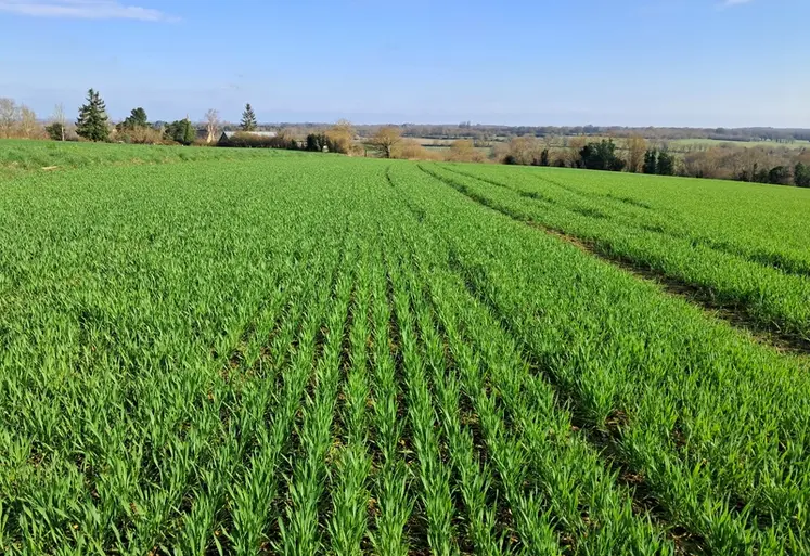 <em class="placeholder">Blé tendre début montaison sur une parcelle saine en Maine-et-Loire, mars 2025</em>