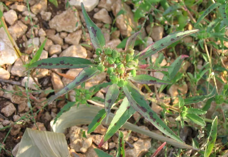 <em class="placeholder">plant d&#039;euphorbe de David</em>