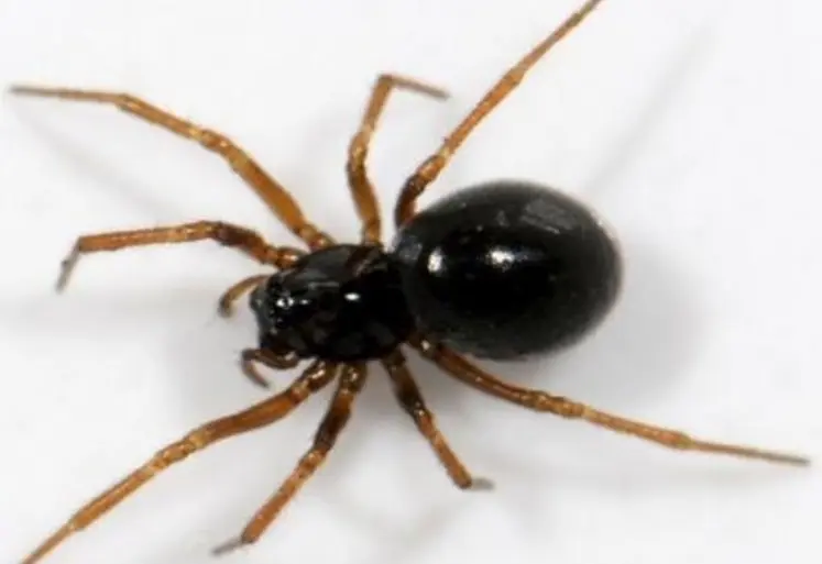 <em class="placeholder">L&#039;araignée «Erigone atra» est une grande consommatrice de pucerons.</em>