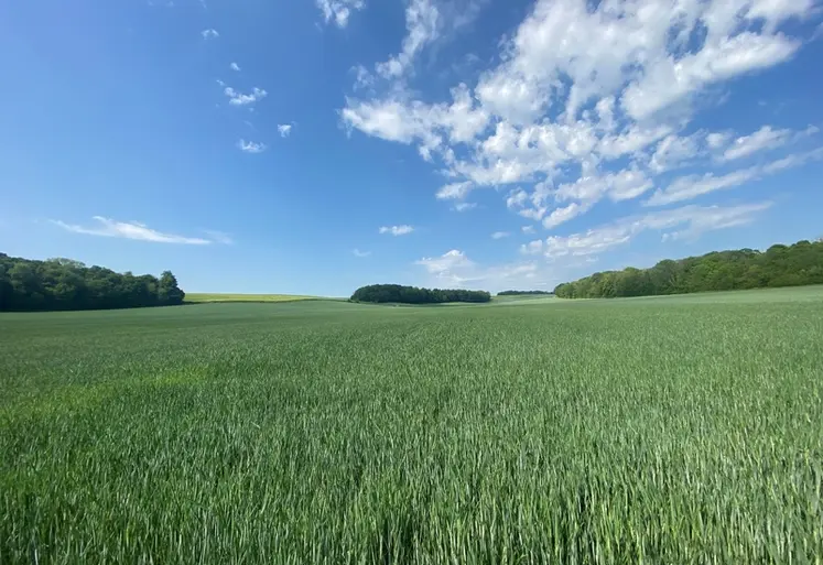 <em class="placeholder">Parcelle de blé tendre dans le nord de la France.</em>