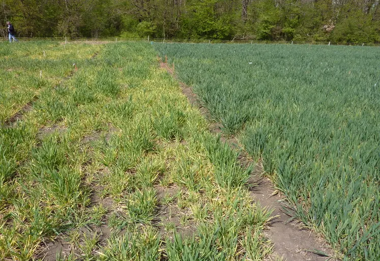 <em class="placeholder">Sur une variété sensible (à gauche ici), la JNO peut faire perdre jusqu’à 30 % du rendement de l’orge d’hiver en cas de forte infestation de pucerons vecteurs.</em>