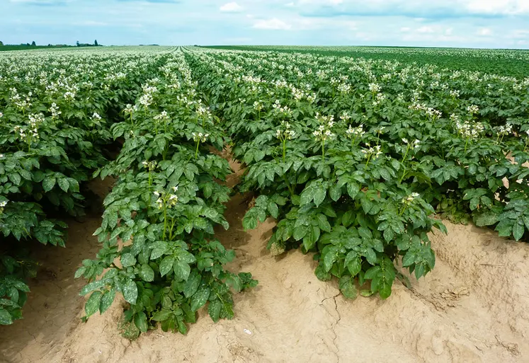 <em class="placeholder">Pomme de terre : l’augmentation rapide des surfaces fait-elle peser un risque sur la filière ?</em>
