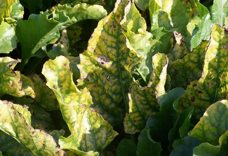 <em class="placeholder">Symptômes de jaunisse virale sur des feuilles de betterave sucrière. </em>