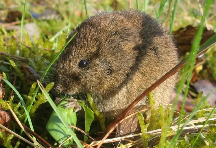 <em class="placeholder">Campagnols des champs qui grignote de la végétation.</em>