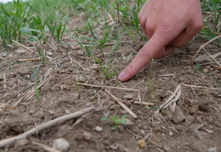 <em class="placeholder">Les nouvelles molécules herbicides seront utilisables plutôt en post-levée contre les graminées adventices.</em>