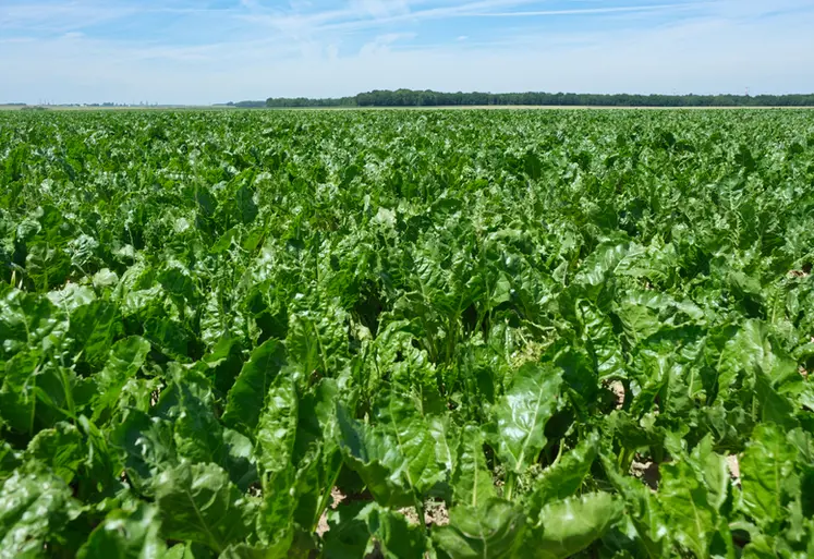 <em class="placeholder">Champ de betteraves sucrières. </em>