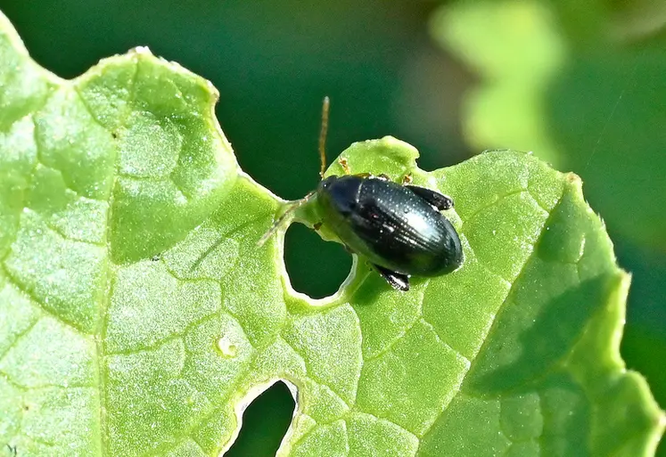 <em class="placeholder">grosse altise sur une feuille de colza</em>