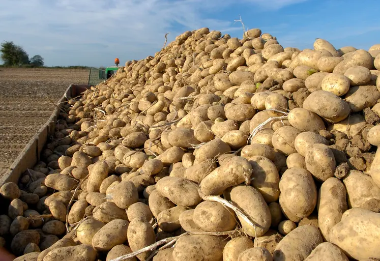 <em class="placeholder">Tas de pommes de terre après arrachage. </em>