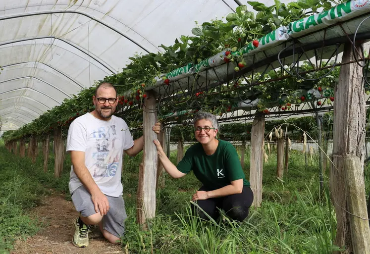 <em class="placeholder">Un couple d&#039;agriculteurs producteurs de fraises</em>