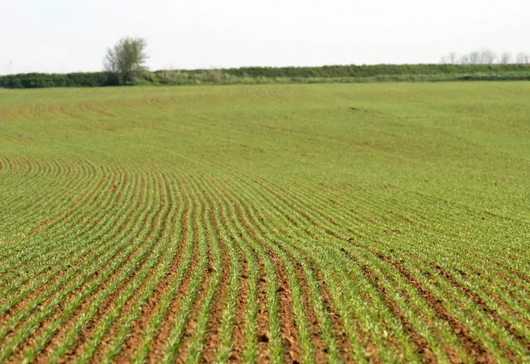 <em class="placeholder">Orge de printemps au stade levée. céréales. culture. parcelle agricole. rang. rangs.</em>