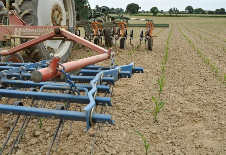 <em class="placeholder">Désherbage mécanique du maïs., </em>