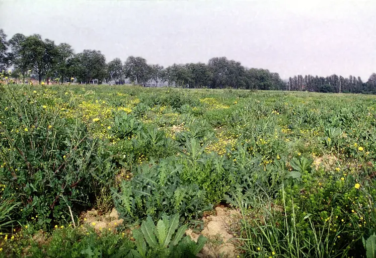 <em class="placeholder">Jachère spontanée.</em>