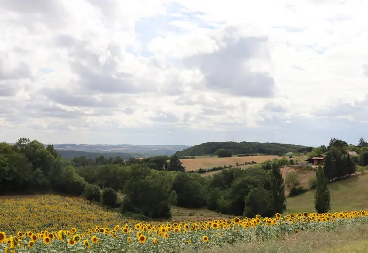 <em class="placeholder">Champ de tournesol vallonné</em>
