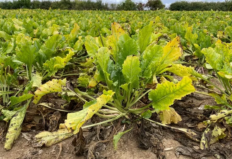 <em class="placeholder">betterave atteinte de jaunisse virale au champ</em>