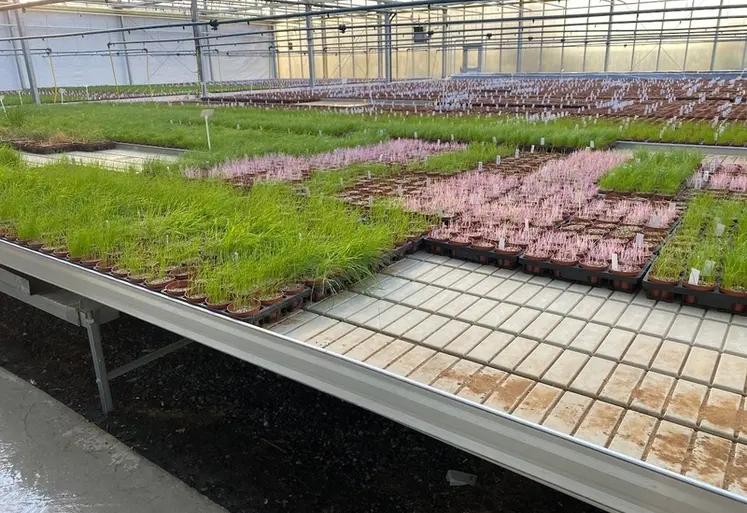 <em class="placeholder">Une série d&#039;herbicides est appliquée en conditions contrôlées sur les graminées échantillonées  avec une mesure d&#039;efficacité de chaque produit.</em>