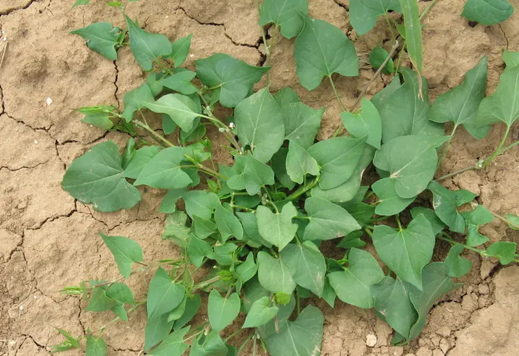 <em class="placeholder">adventice nuisible en culture de maïs , mauvaise herbe, renouée-liseron, Fallopia convolvulus, levée de printemps, désherbage</em>