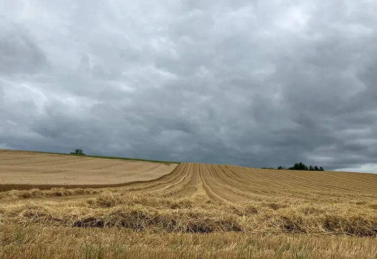 <em class="placeholder">Parcelle de blé à moitié récoltée avec un orage menaçant. </em>