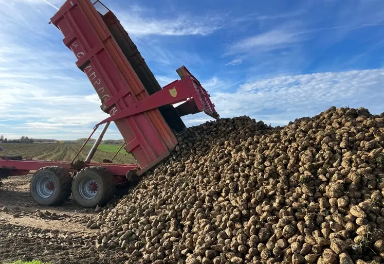 <em class="placeholder">Vidage d'une remorque sur le silo de betteraves sucrières lors de la récolte en octobre 2025 en Seine-et-Marne</em>