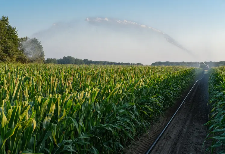 <em class="placeholder">Parcelle de maïs semence irrigué en août 2021 dans le Loir-et-Cher</em>