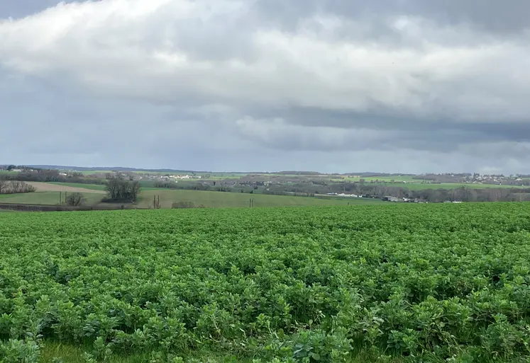 Parcelle de fèverole en Charente.
