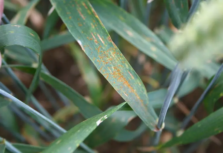 <em class="placeholder">IMG_7115 / blé tendre, maladie foliaire, champignon pathogène, rouille brune, Puccinia recondita, pustules sur feuille, symptômes, spores</em>